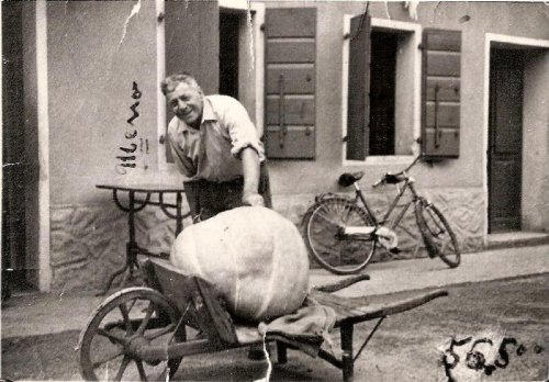ARC 199 | Domenico Burigana si accinge a pesare una zucca | Friuli Venezia Giulia | 1956